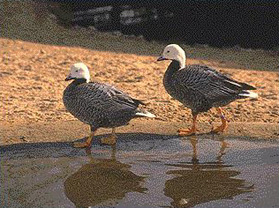 Gansoe2.jpg (39963 bytes)