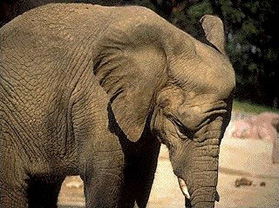 elef2.jpg (38441 bytes)
