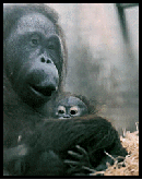 estampa_serie.gif (42190 bytes)