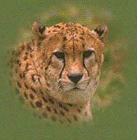 leopardo.jpg (16216 bytes)